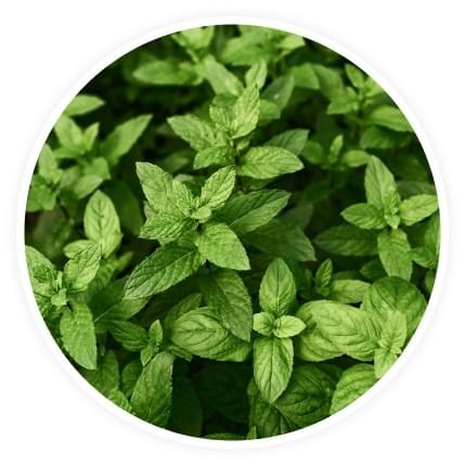 Peppermint camphor (PC)