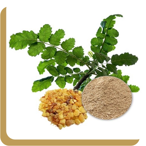 Boswellia serrata extract – key Joint Restore Gummies ingredient